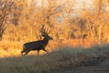 Mule Deer Buck in Autumn in Colorado Royalty Free Stock Photo