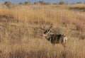 Mule Deer Buck in Autumn in Colorado Royalty Free Stock Photo