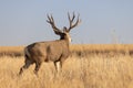 Mule Deer Buck in Autumn in Colorado Royalty Free Stock Photo