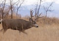 Mule Deer Buck in Autumn in Colorado Royalty Free Stock Photo