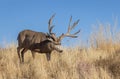 Mule Deer Buck in Autumn in Colorado Royalty Free Stock Photo