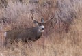 Mule Deer Buck in Autumn in Colorado