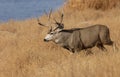 Mule Deer Buck in Autumn in Colorado Royalty Free Stock Photo