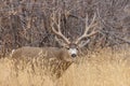 Mule Deer Buck in Autumn in Colorado