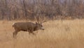 Mule Deer Buck in Autumn in Colorado Royalty Free Stock Photo