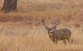 Mule Deer Buck in Autumn in Colorado Royalty Free Stock Photo