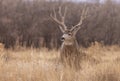 Mule Deer Buck in Autumn in Colorado Royalty Free Stock Photo