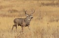 Mule Deer Buck in Autumn in Colorado Royalty Free Stock Photo