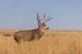 Mule Deer Buck in Autumn in Colorado Royalty Free Stock Photo