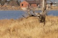 Mule Deer Buck in Autumn in Colorado Royalty Free Stock Photo