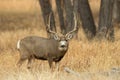 Mule Deer Buck in the Autumn Rut Royalty Free Stock Photo