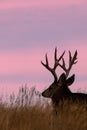 Mule Deer Buck Bedded at Sunrise in Colorado Royalty Free Stock Photo