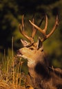 Mule Deer Buck Bedded Royalty Free Stock Photo