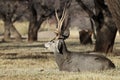 Mule Deer Buck Bedded in Autumn in Capitol Reef National Park Utah Royalty Free Stock Photo