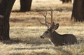 Mule Deer Buck Bedded in Autumn in Utah Royalty Free Stock Photo