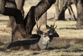 Mule Deer Buck Bedded in Autumn in Utah Royalty Free Stock Photo