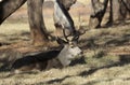 Mule Deer Buck Bedded in Utah in Autumn Royalty Free Stock Photo