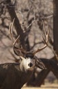 Mule Deer Buck in Utah in Autumn Royalty Free Stock Photo