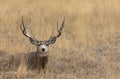 Mule Deer Buck Bedded in Autumn in Colorado Royalty Free Stock Photo