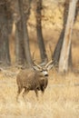 Mule Deer Buck Bedded in Autumn in Colorado Royalty Free Stock Photo