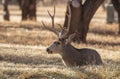 Mule Deer Buck Bedded in Autumn in Utah Royalty Free Stock Photo