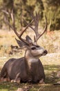 Mule Deer Buck Bedded Royalty Free Stock Photo