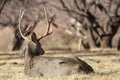 Mule Deer Buck Bedded in Capitol Reef National Park Utah Royalty Free Stock Photo