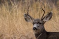 Mule Deer Buck Bedded Close up Royalty Free Stock Photo