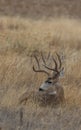 Mule Deer Buck Bedded in Fall Royalty Free Stock Photo