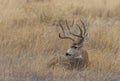 Mule Deer Buck Bedded in Autumn Royalty Free Stock Photo