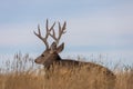 Mule Deer Buck Bedded in Fall Royalty Free Stock Photo