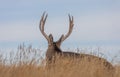 Mule Deer Buck Bedded in the Fall Rut Royalty Free Stock Photo