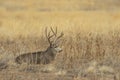 Mule Deer Buck Bedded in Fall Royalty Free Stock Photo