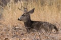 Mule Deer Buck Bedded Royalty Free Stock Photo