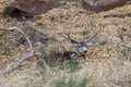 Mule Deer Buck Bedded Royalty Free Stock Photo