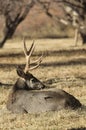 Mule Deer Buck Bedded in Utah in Autumn Royalty Free Stock Photo