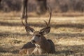 Mule Deer Buck Bedded in Utah in Autumn Royalty Free Stock Photo