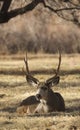 Mule Deer Buck Bedded in Utah Royalty Free Stock Photo