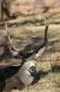 Mule Deer Buck in Capitol Reef National Park Utah in Autumn Royalty Free Stock Photo