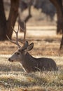 Mule Deer Buck Bedded in Autumn Royalty Free Stock Photo