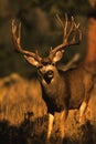 Mule Deer Buck Close up Royalty Free Stock Photo