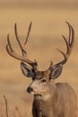 Mule Deer Buck Close Up Portrait Royalty Free Stock Photo