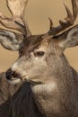 Mule Deer Buck Close Up Portrait Royalty Free Stock Photo