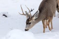 Mule Deer buck closeup in winter snow Royalty Free Stock Photo