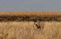 Buck Mule Deer in Autumn in Colorado