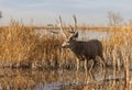 Mule Deer Buck in Colorado in Autumn Royalty Free Stock Photo