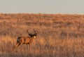 Mule Deer Buck in Colorado in Autumn Royalty Free Stock Photo