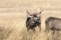 Mule Deer Buck in the Fall Rut Royalty Free Stock Photo