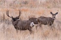 Mule Deer Buck Courting Two Does. Wild Deer on the High Plains o Royalty Free Stock Photo