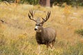 Mule Deer Buck Deer standing in tall grass during hunting season Royalty Free Stock Photo